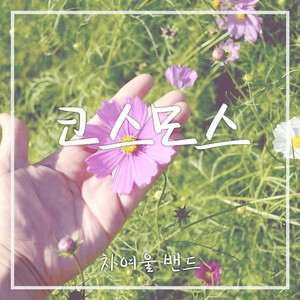 코스모스 (大波斯菊)