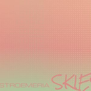 Alstroemeria Skies