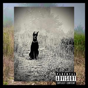 I'm a stray, i apologize (Explicit)