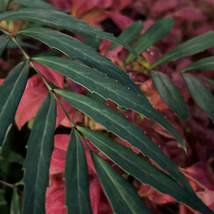 ハナミズキ (feat. 一青窈)