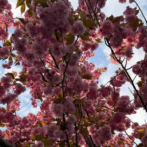 kirschblüten