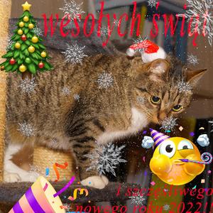 Mama miała rację! (feat. Wøjtek) (Explicit)