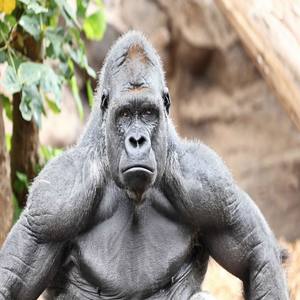 Gorilla