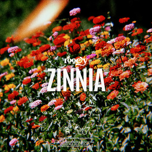 Zinnia