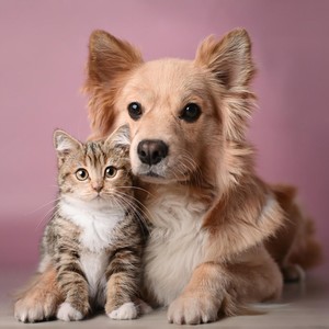 Melodías Serenas Para Mascotas