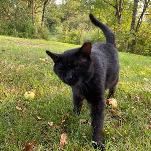 Midwest Country Cat