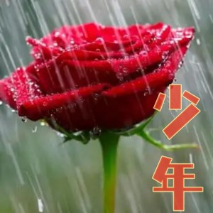 玫瑰少年 (伴奏)封面