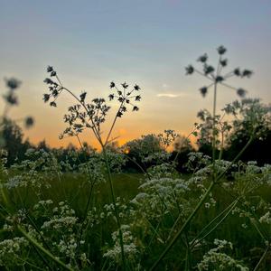 Vusa loba Juoņa zuole