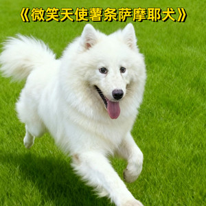 微笑天使薯条萨摩耶犬