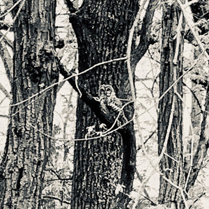 Creeper
