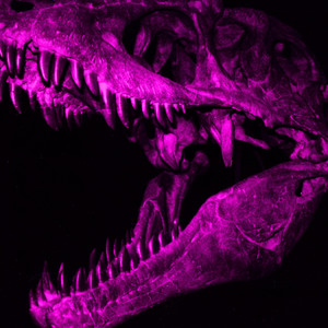 Dinozaur (Explicit)