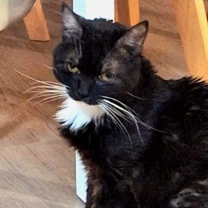 Paranoide (Explicit)