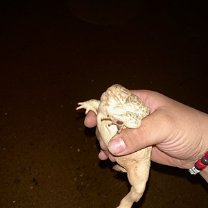 This Song Is About A Frog A Buddy Of Mine Found And It Contains 17 Unrecorded Diseases