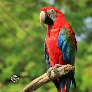 Rhythms of the Natural World