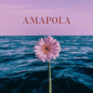 Amapola