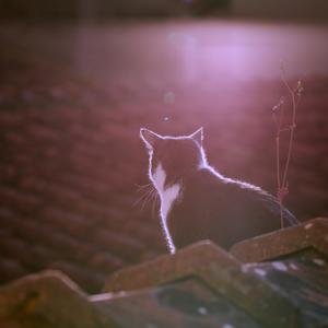 Ambient Words