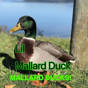 MALLARD DUCKS!