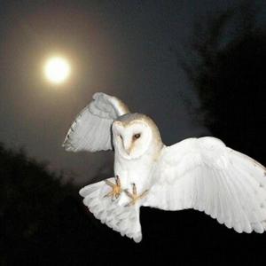 Better than love (feat. Flynn Fante)