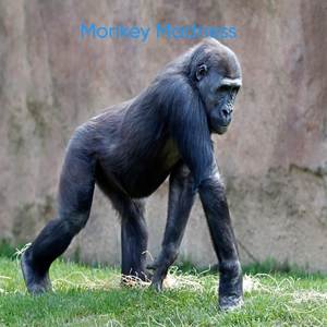 Monkey Madness (Deluxe)