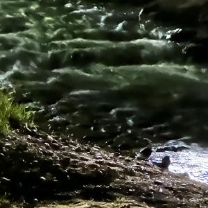 Budgerigar (Explicit)