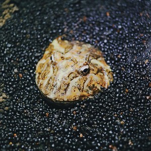 Don't Push (feat. Kico)