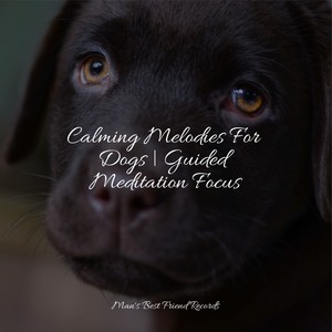 Serene Sounds of Nature For Dogs