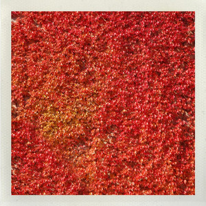 Herbstzeitlose (Stefan ReMint)