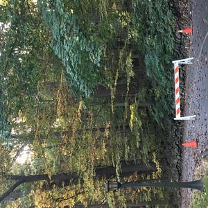 Yung Blasian - Sorry for staring