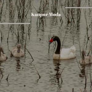 Kanpur Moda