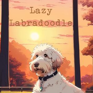 Lazy Labradoodle