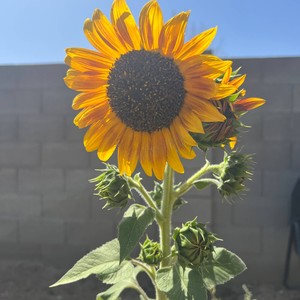 Opressed (feat. Eloy Gabriel) (ChrisCross & Zach Sutton Remix|Explicit)