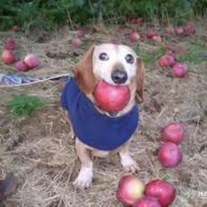 Dog apple (feat. raakasipuli)
