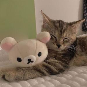 Go Kitty Go!