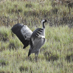 Nature Awakening - New Life