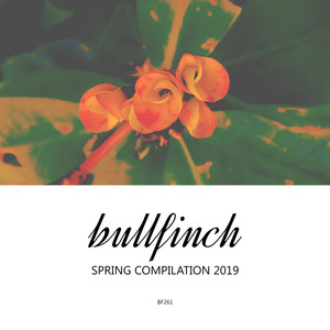 Bullfinch Spring 2019 Compilation