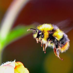 Bumblebee (Explicit)