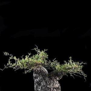 bombax (feat. OONOO & botanik)