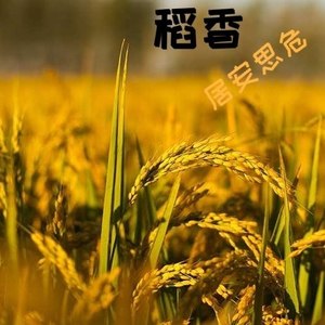 稻香