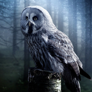 Suara Burung Hantu Kikuk