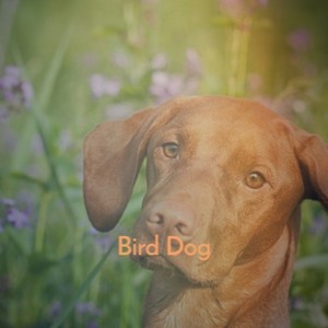 Bird Dog