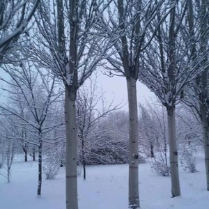 奋进的巴能 (伴奏)