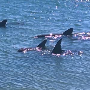 Dolphin Talk 101