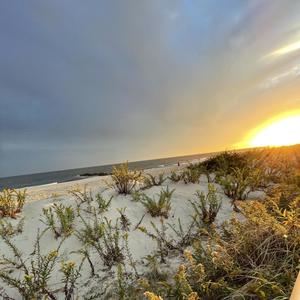 dog food (feat. ishu) (Explicit)