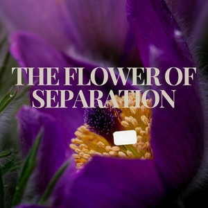 The flower of separation