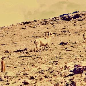 Artificial Grape Flavoring