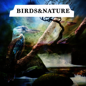 Birds & Nature