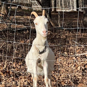 PIERCE (feat. Che Poarch) (Explicit)