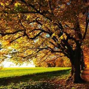Tree of Faith