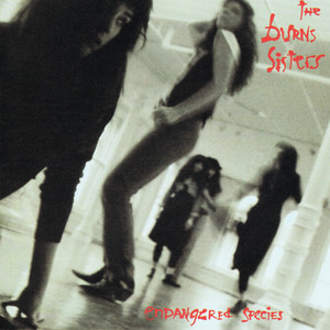 Last Eagle (For the People of Big Mountain)