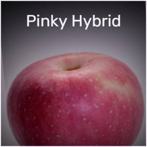 Pinky Hybrid